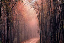 [图]东契奇31+9戈登26+11 轻取获3连胜.